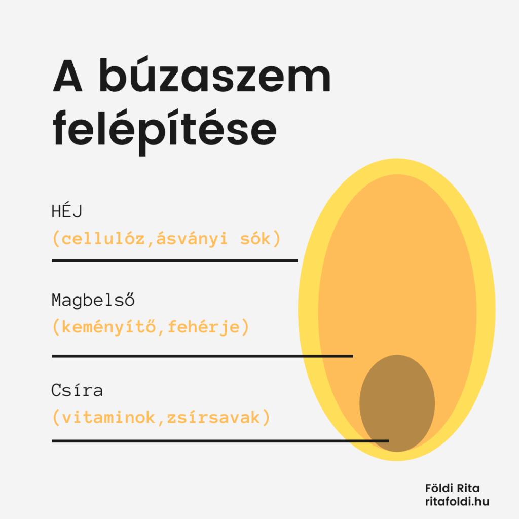 A búzaszem felépítése