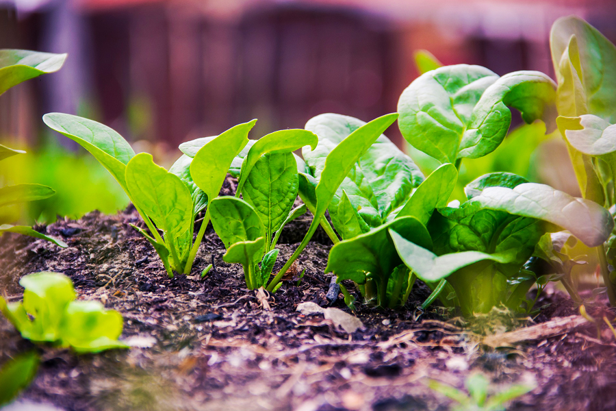 salad leaves for green smoothies