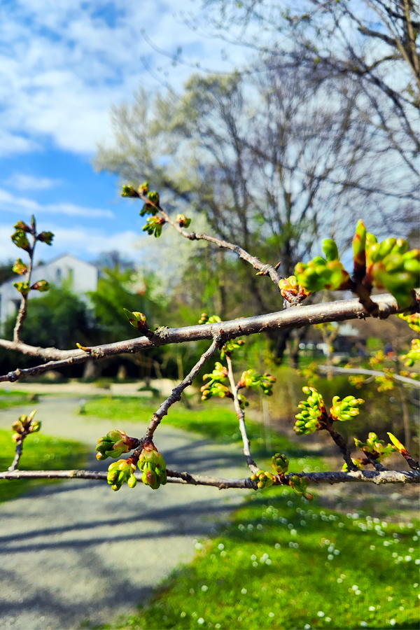spring trees